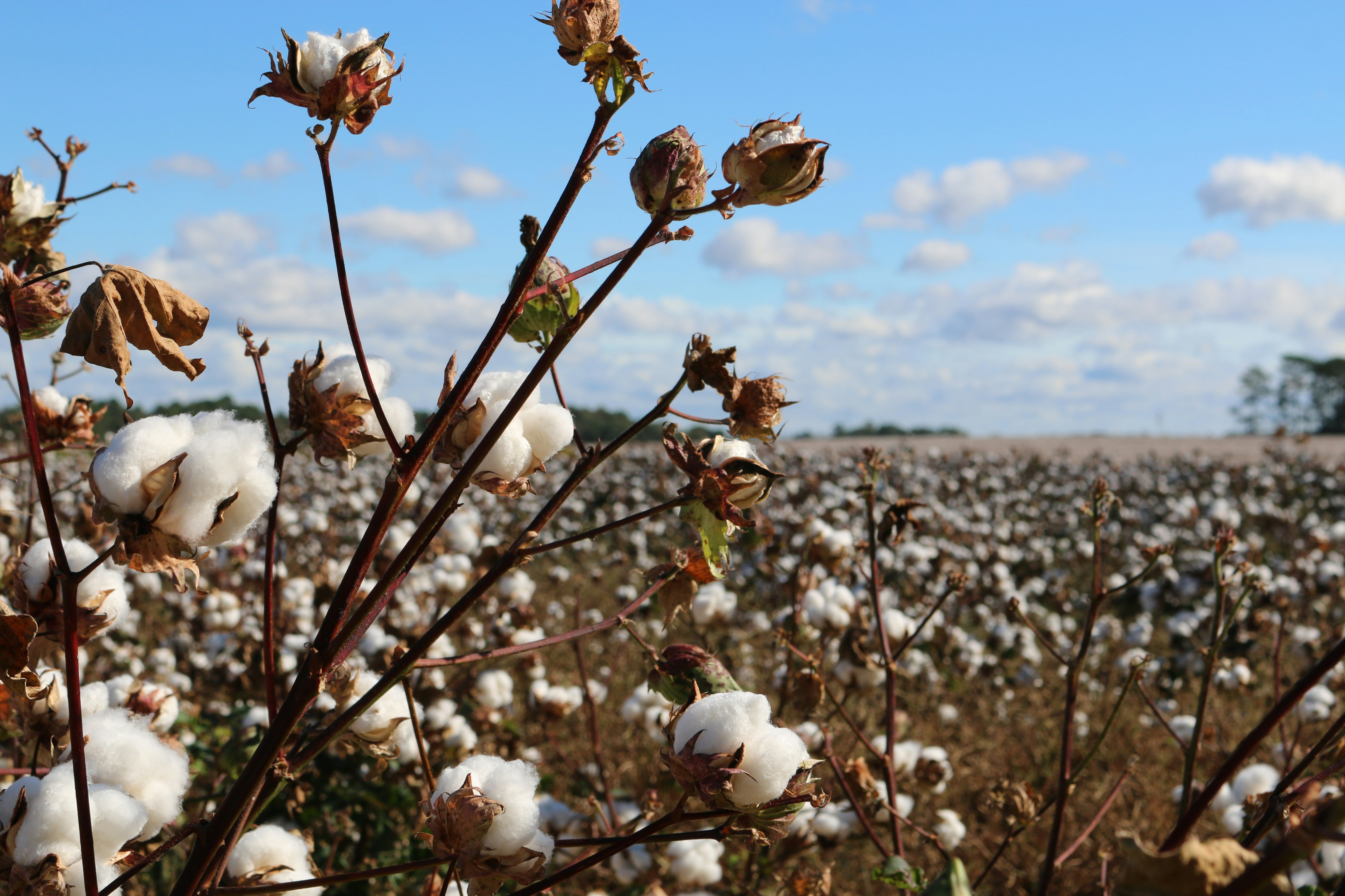 Vast cotton field under blue sky, indicating premium raw material source